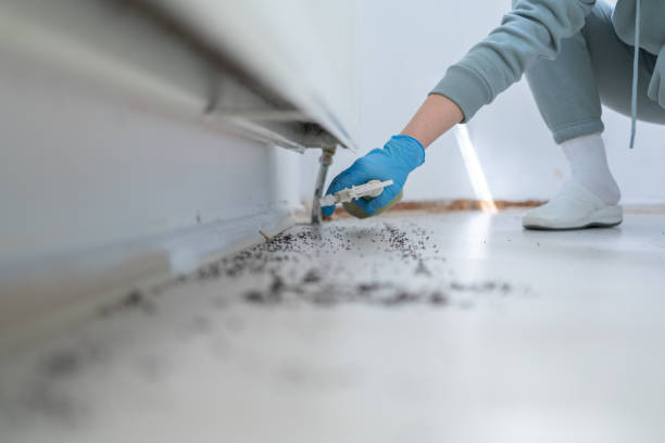 Best Wasp Removal Services  in Youngsville, PA